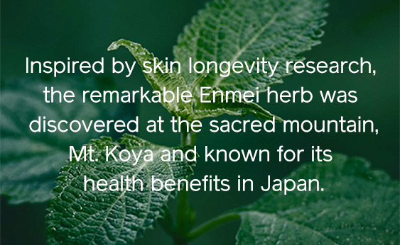 The remarkable Enmei herb