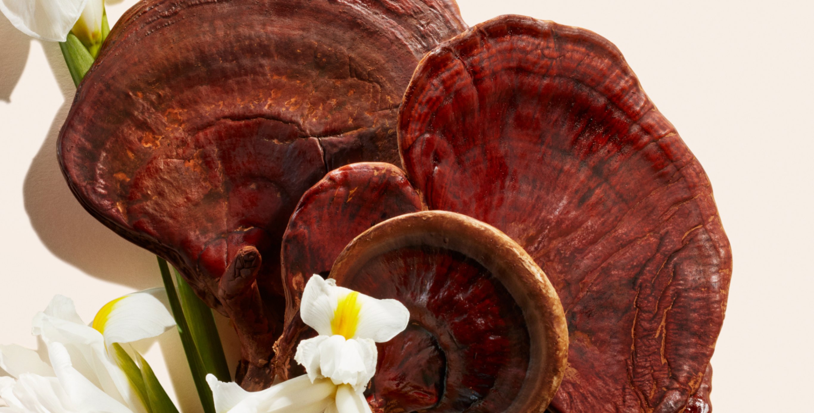 Ingrediente: Hongo Reishi