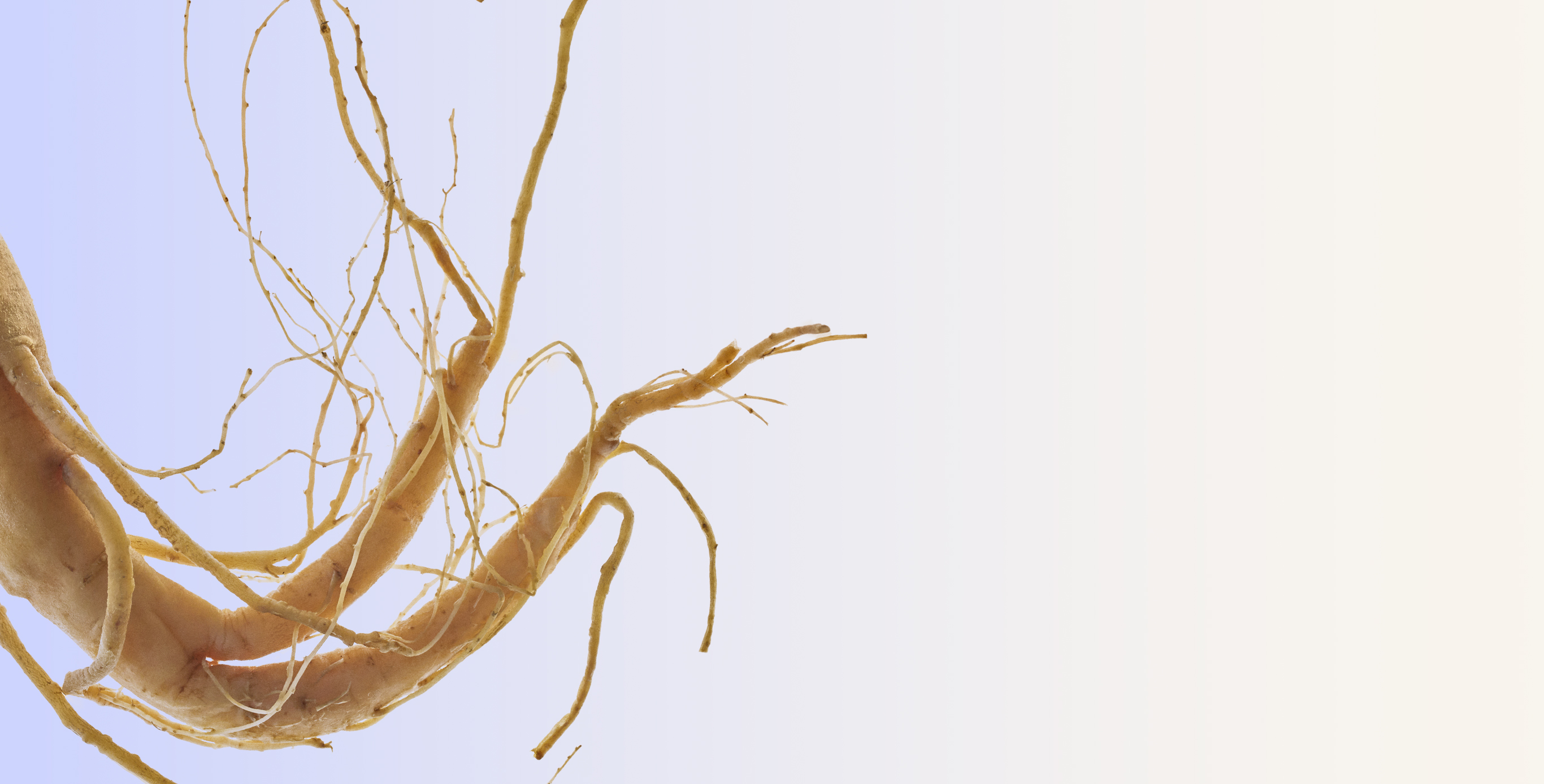 Ingrediente: Extracto de raíz de ginseng