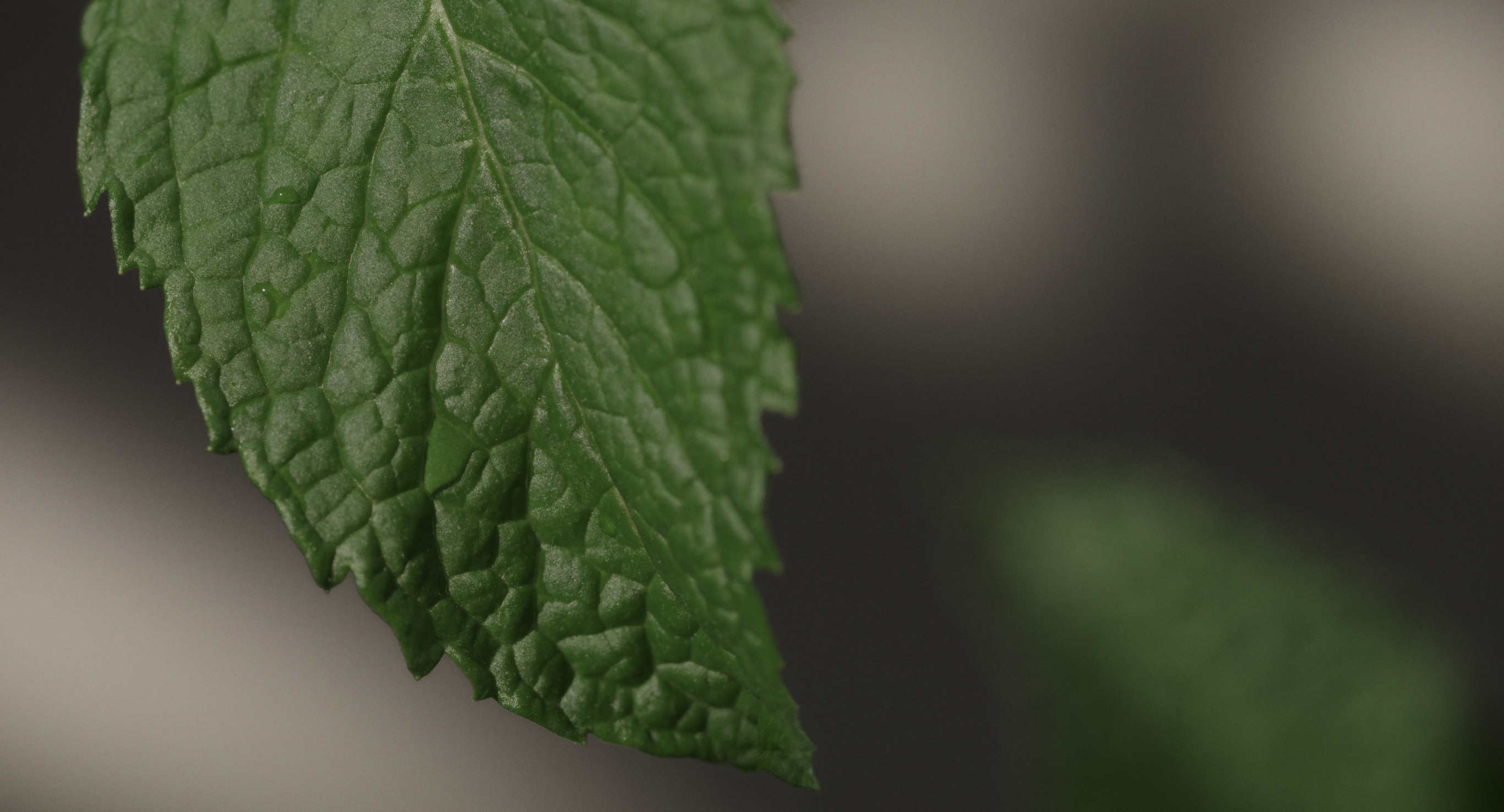 Ingrediente: Complejo de la planta de Enmei
