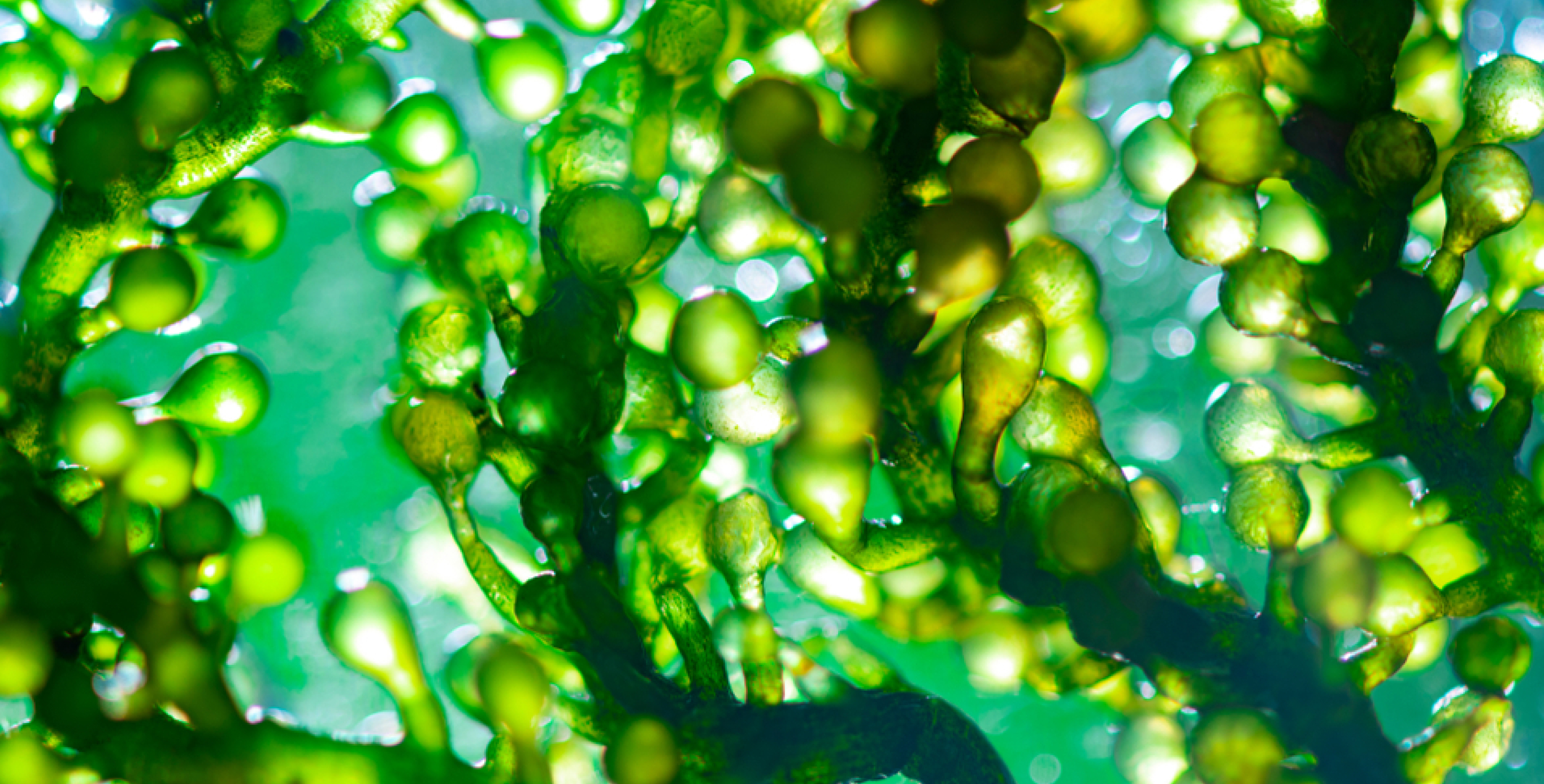 Ingrediente: Esencia de espirulina