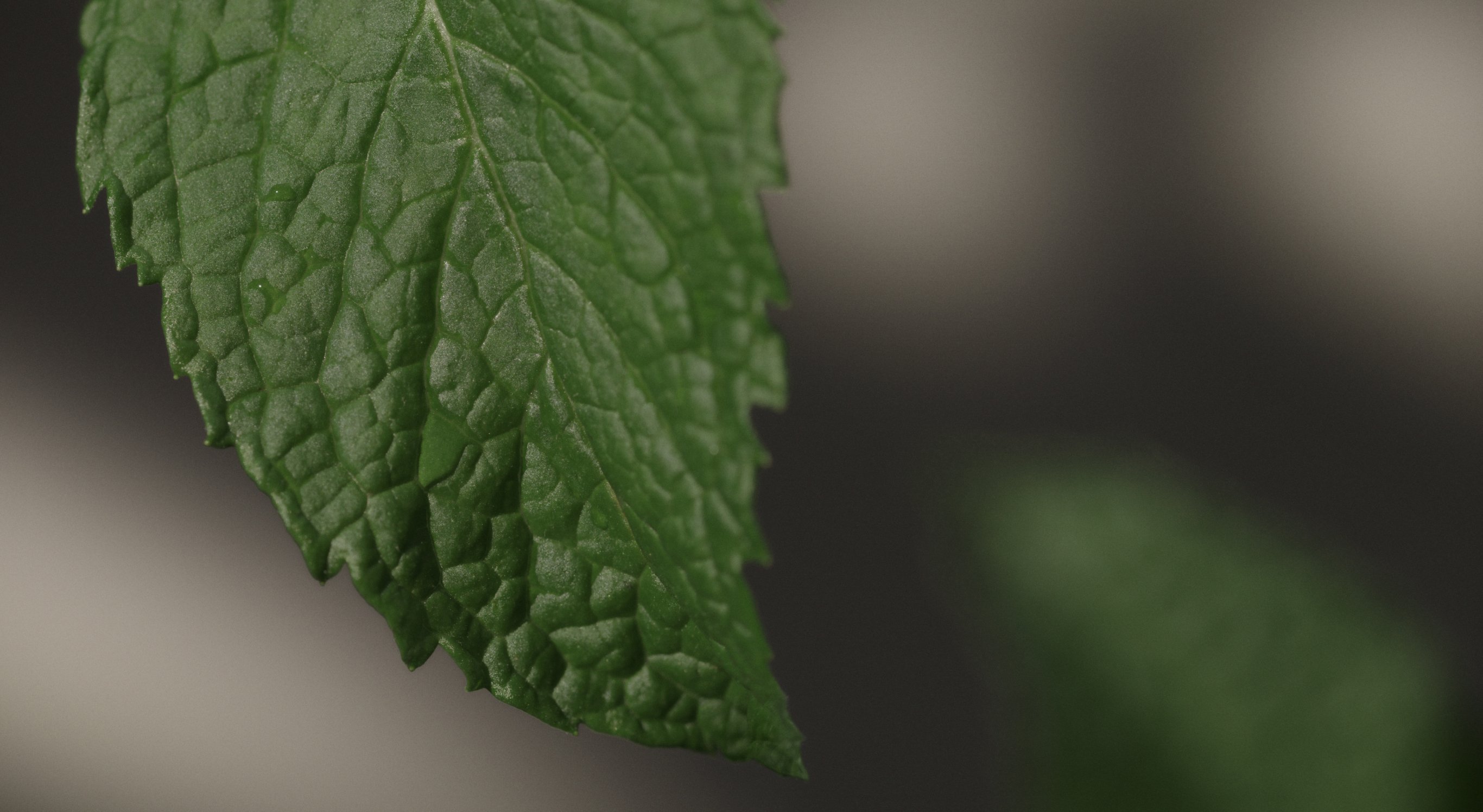 Ingrediente: Complejo de la planta de Enmei