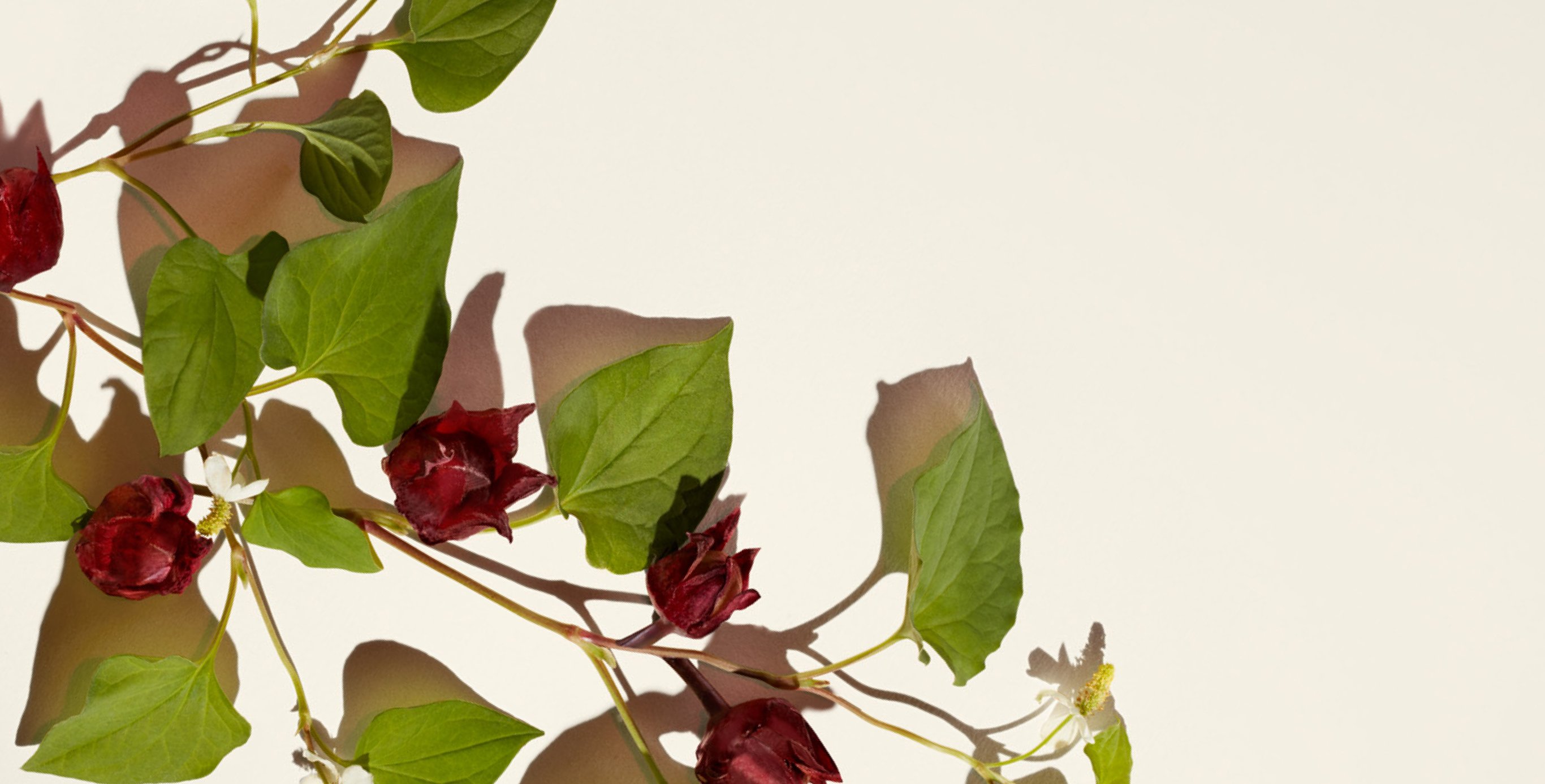 Ingrediente: Extracto de rosella fermentada