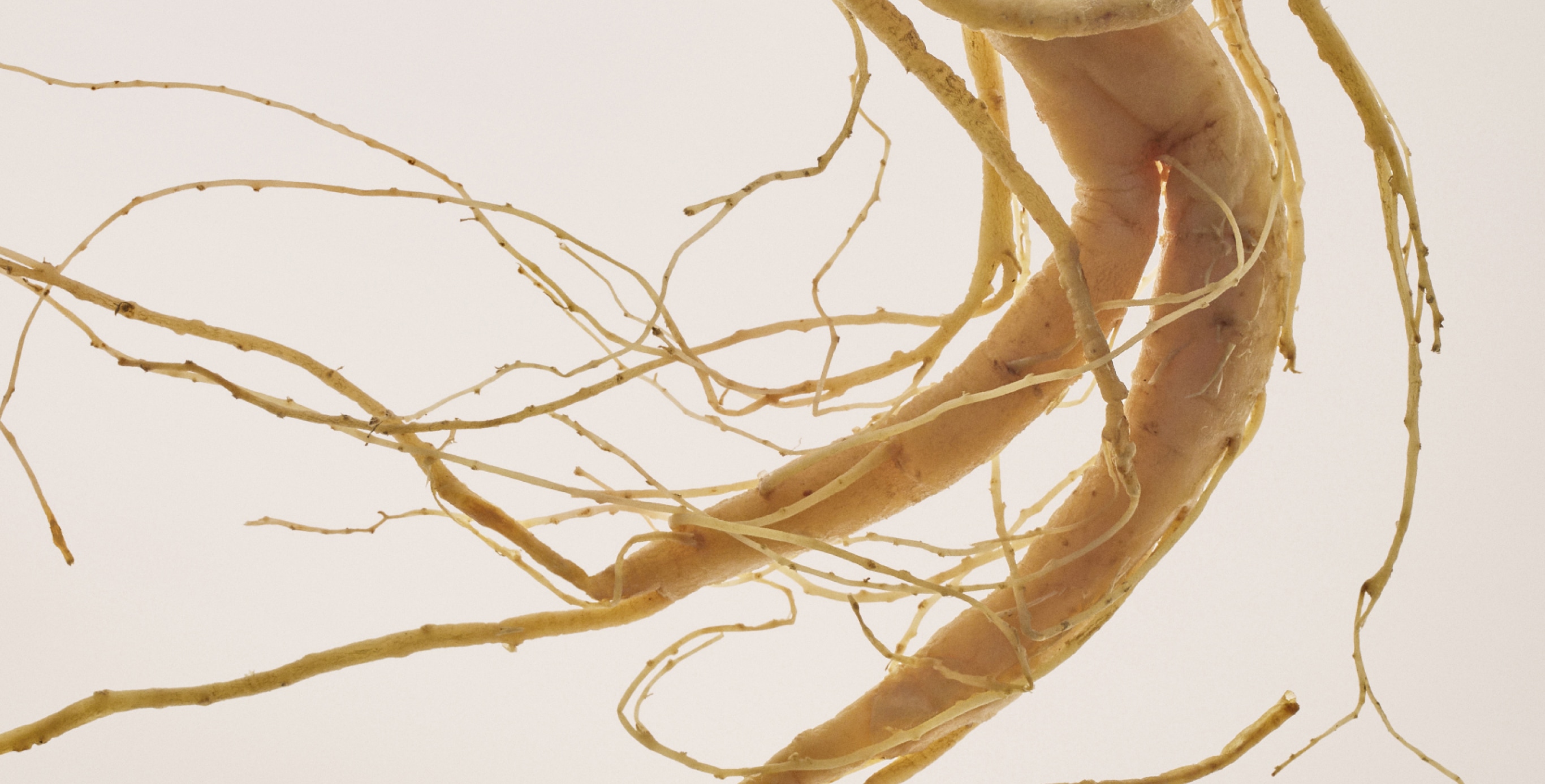 Ingrediente: Extracto de raíz de ginseng