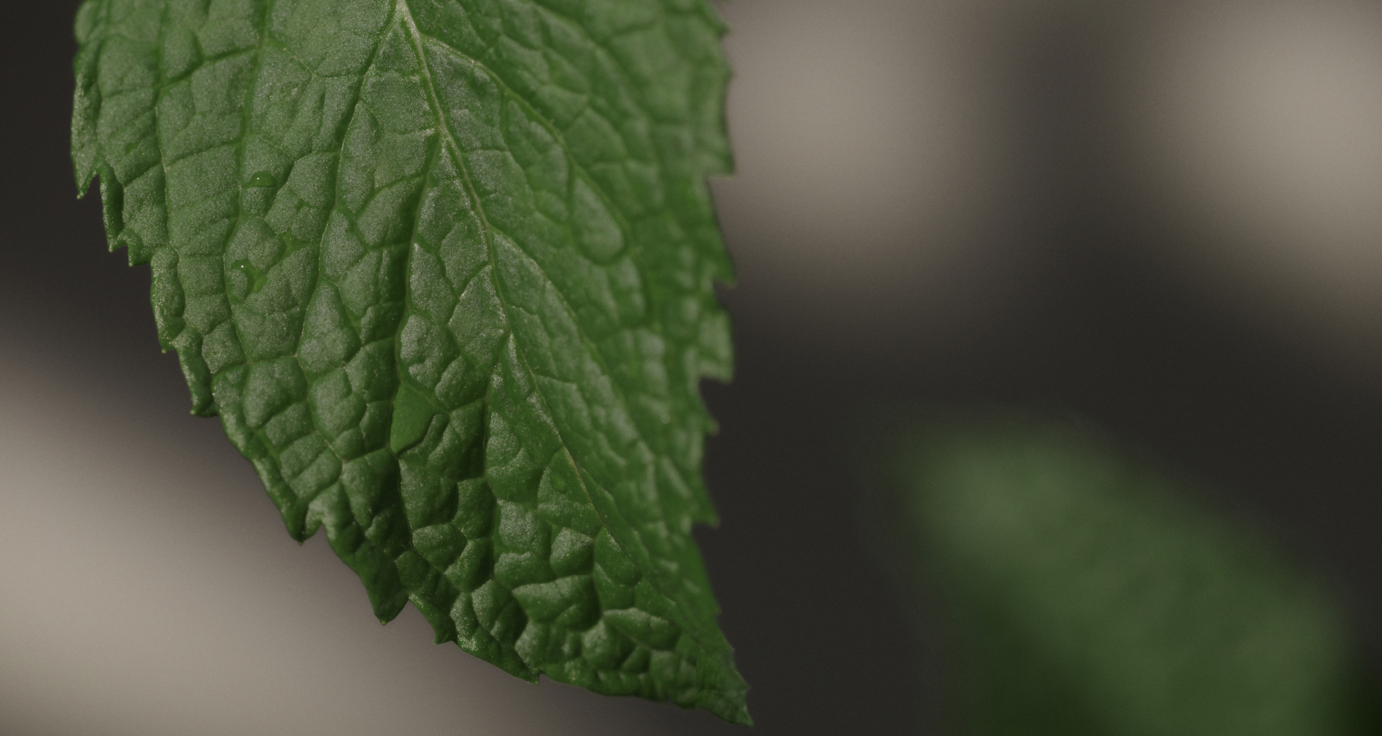 Ingrediente: Complejo de la planta de Enmei
