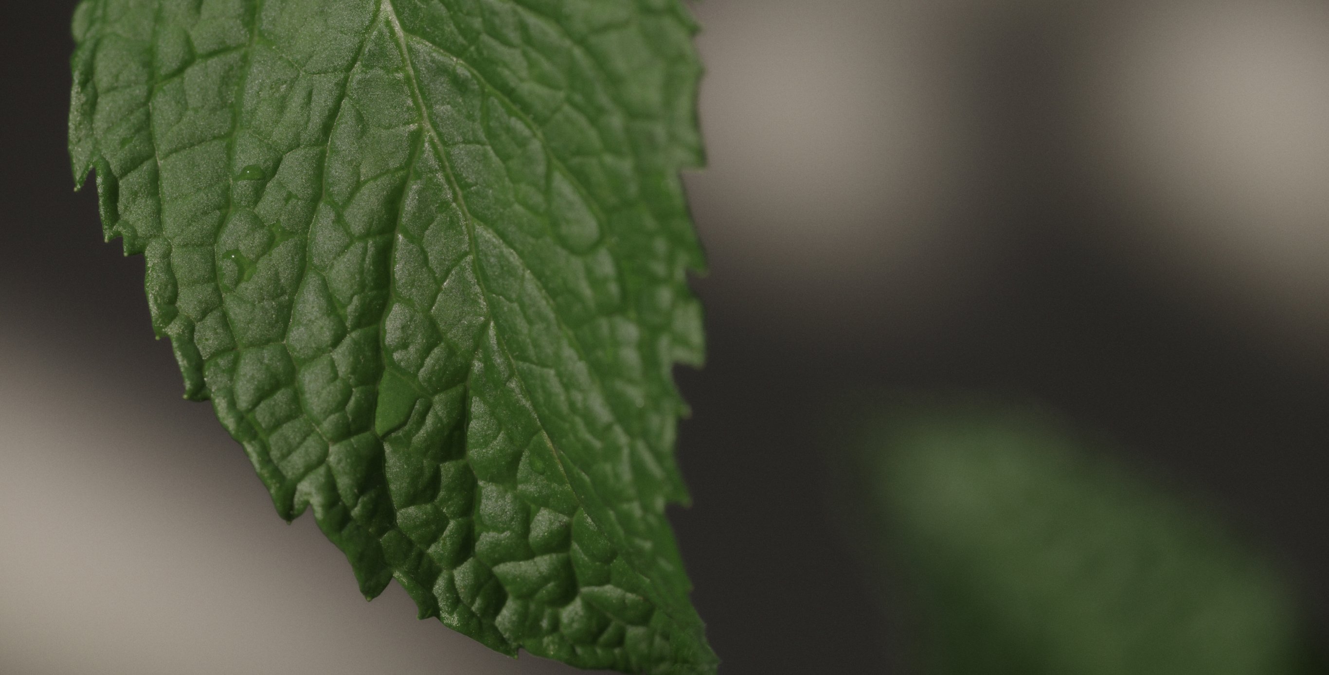 Ingredient: Japanese Enmei Herb Extract