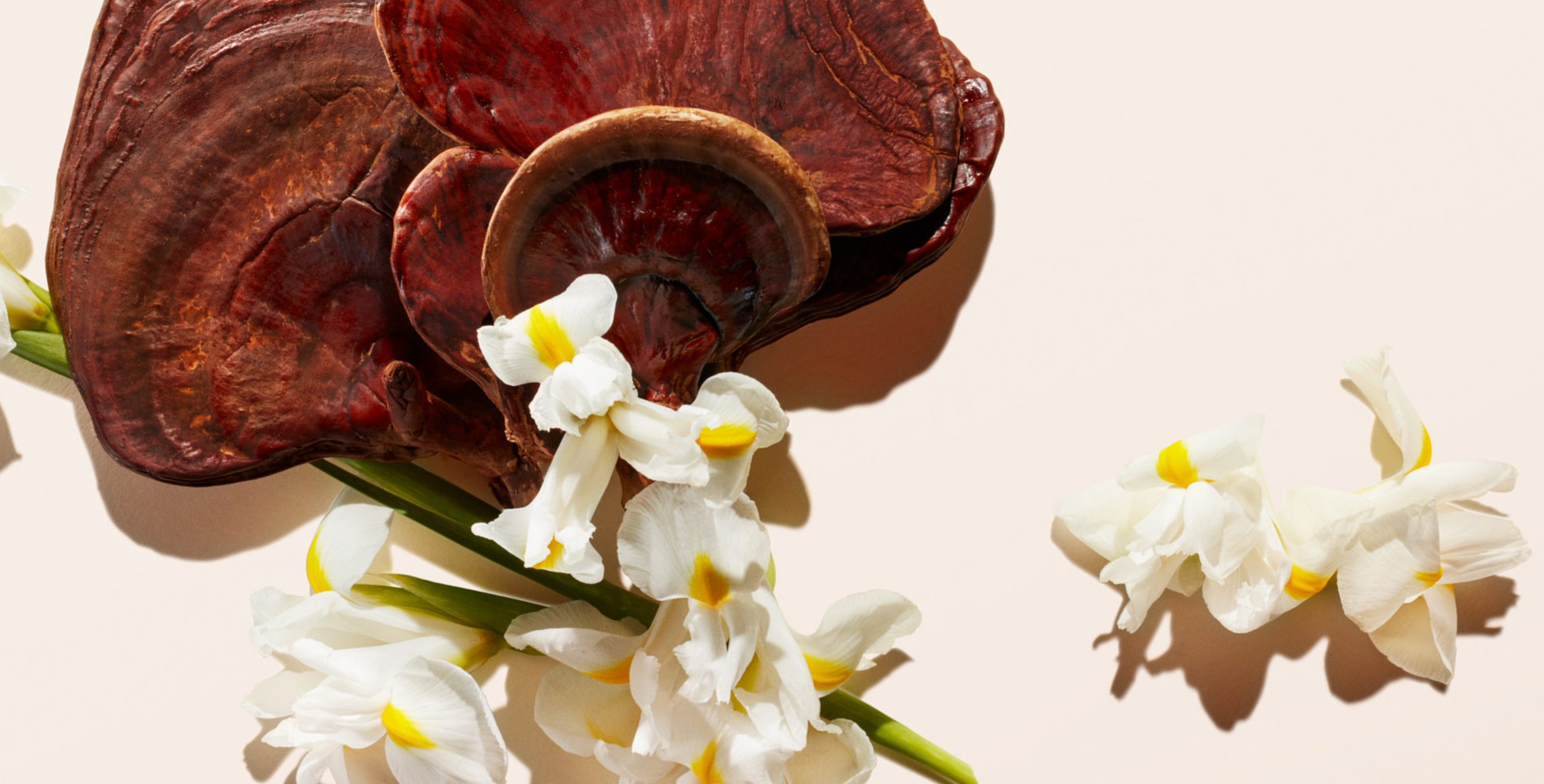 Ingrediente: Hongo Reishi