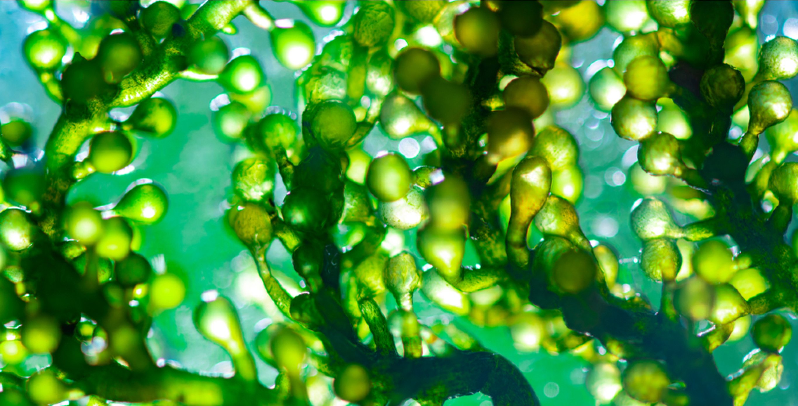 Ingrediente: Esencia de espirulina