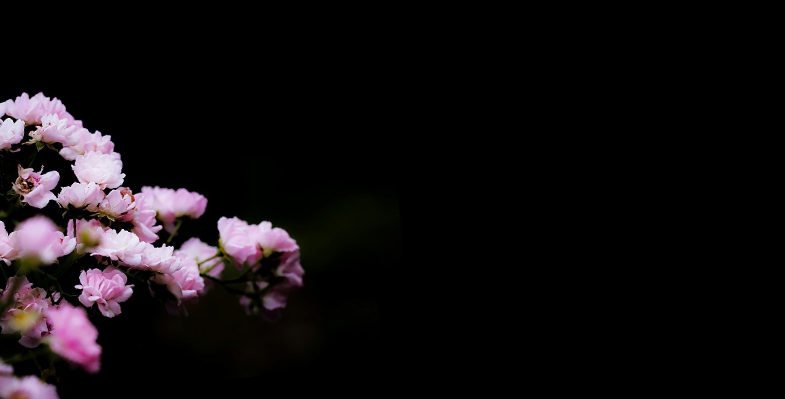 Ingredient: Sakura Blossom Flower Extract