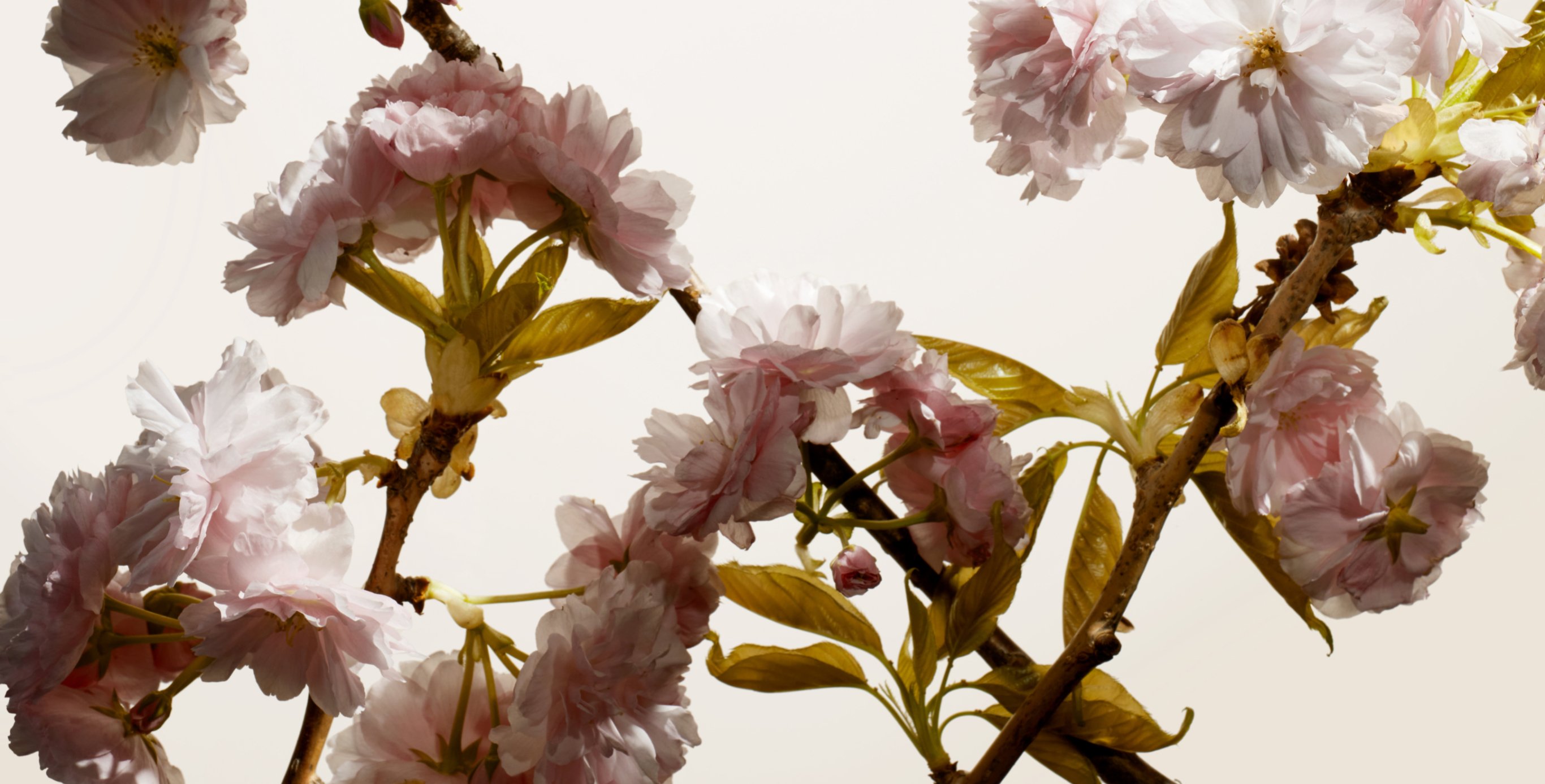 Ingrediente: SAKURA-Bright Complex