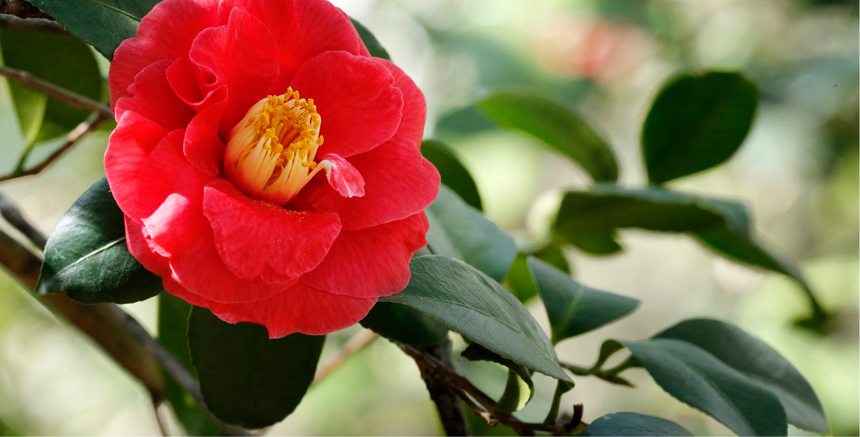 Ingrediente: SublimActive (con extracto de semillas de camellia)