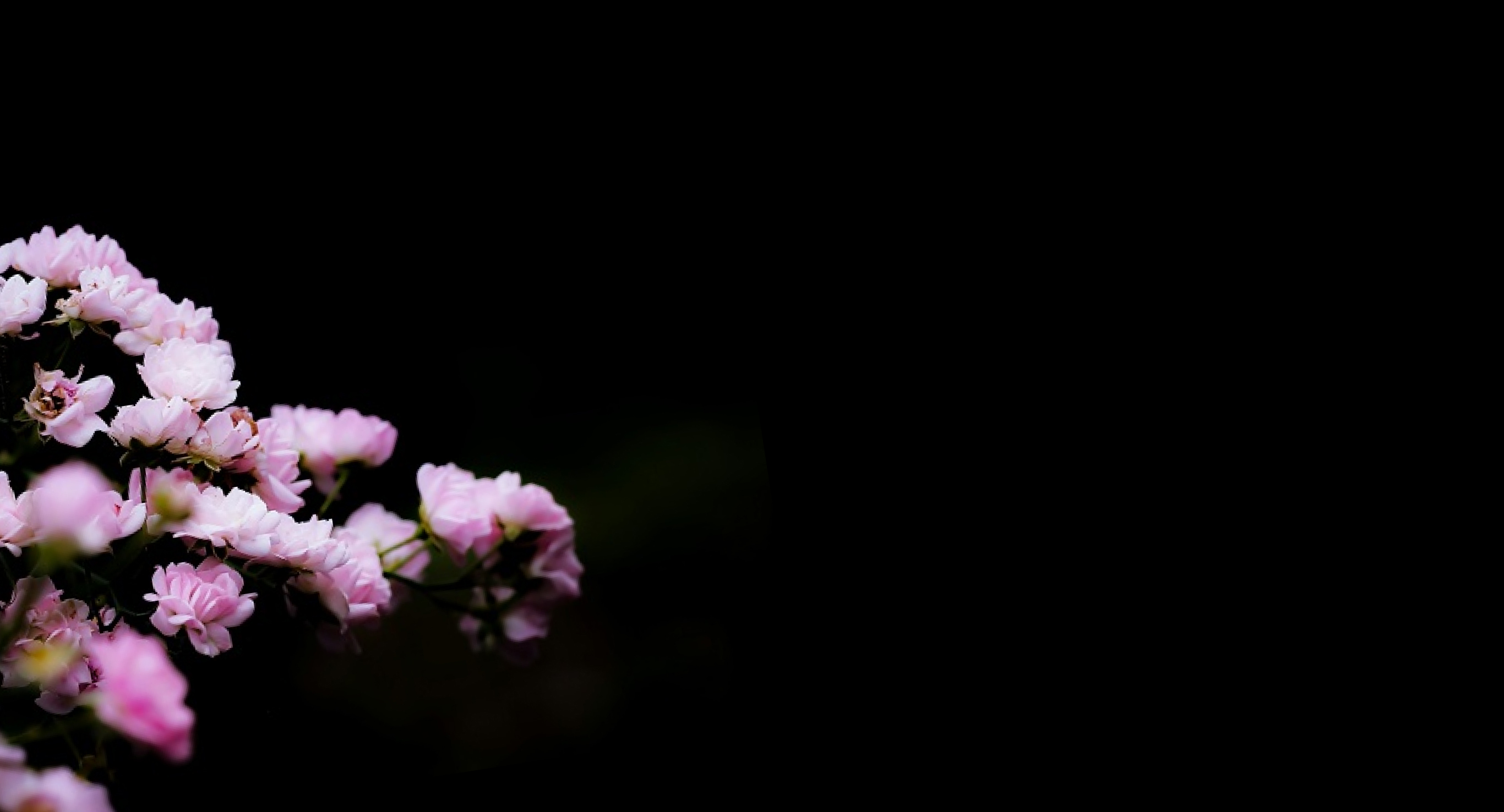 Ingrediente: Extracto de sakura (hoja de flor de cerezo) y extracto de hojas de melocotón