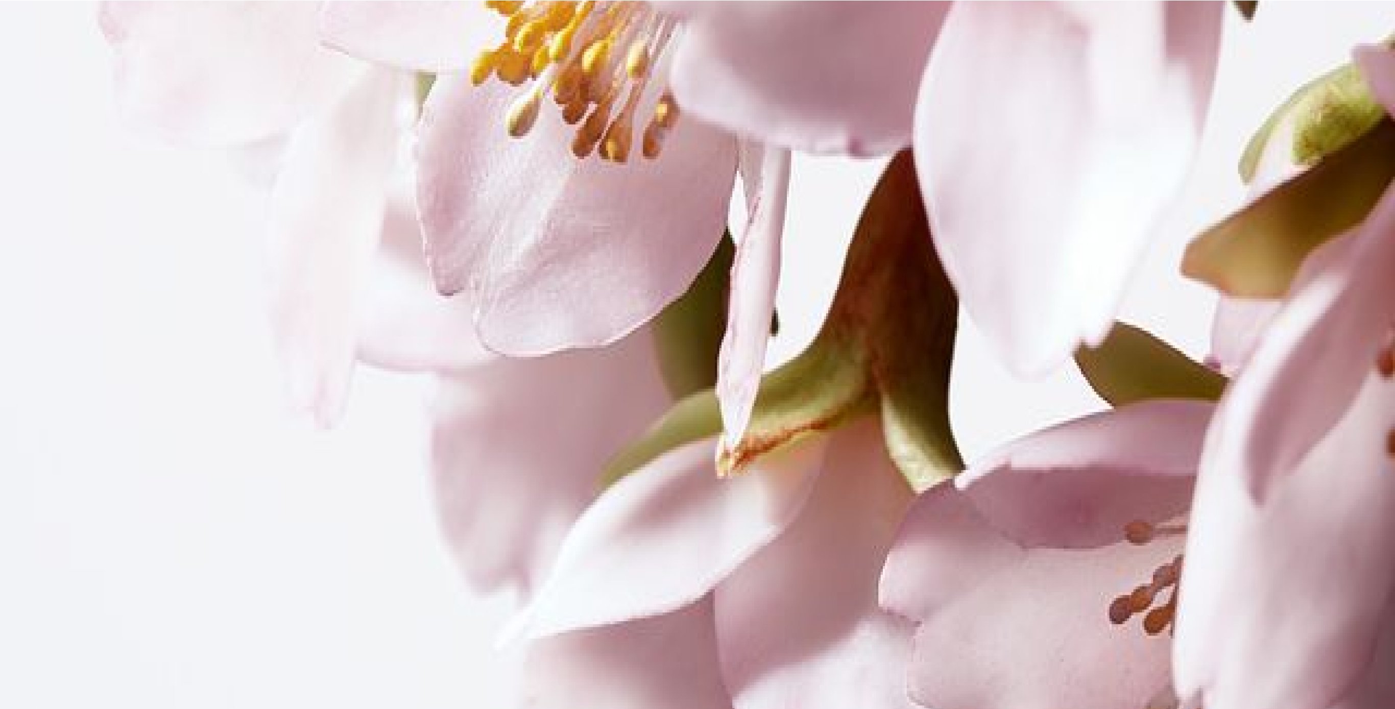 Ingrediente: SAKURA-Bright Complex