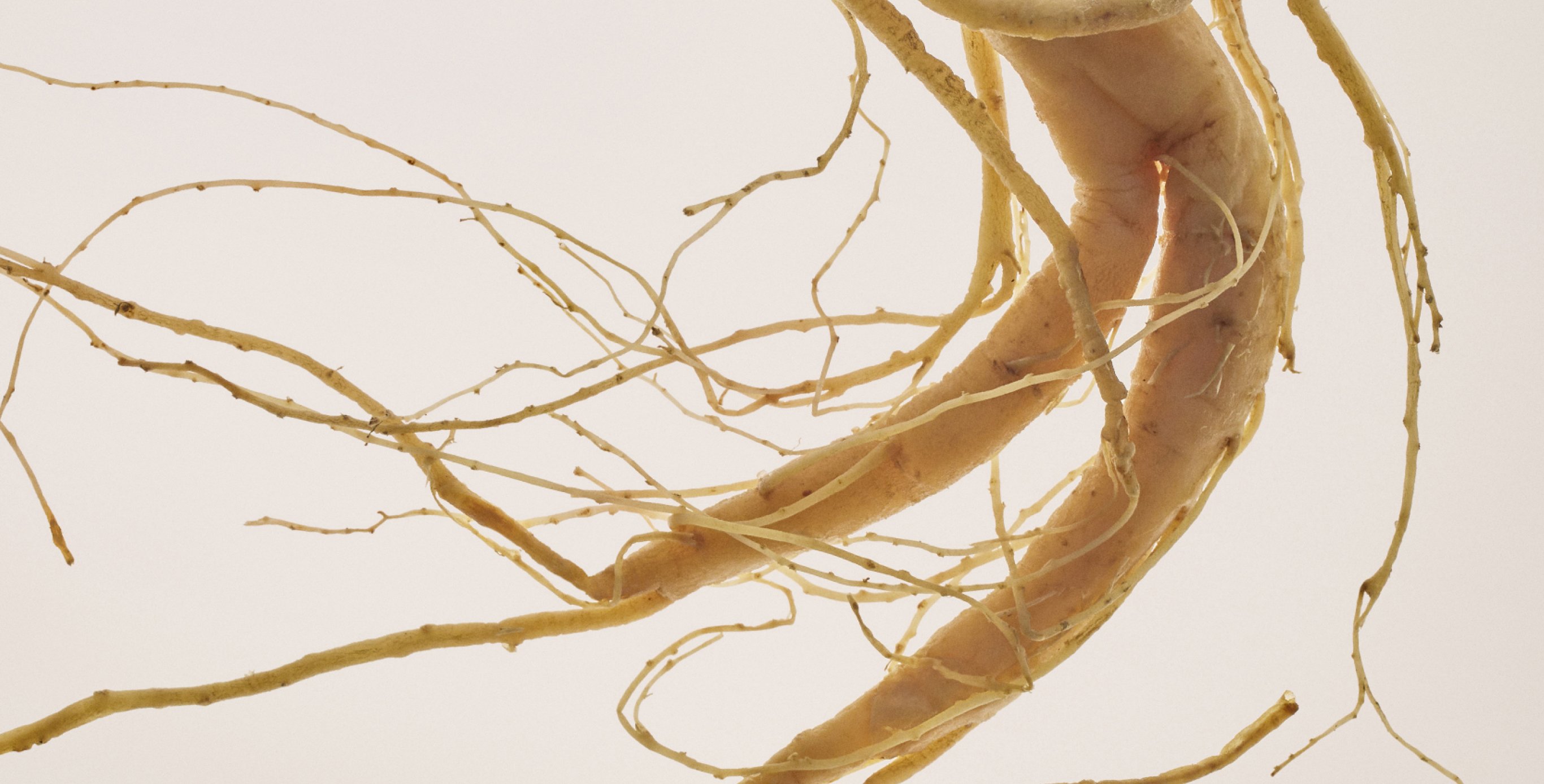 Ingrediente: Extracto de raíz de ginseng