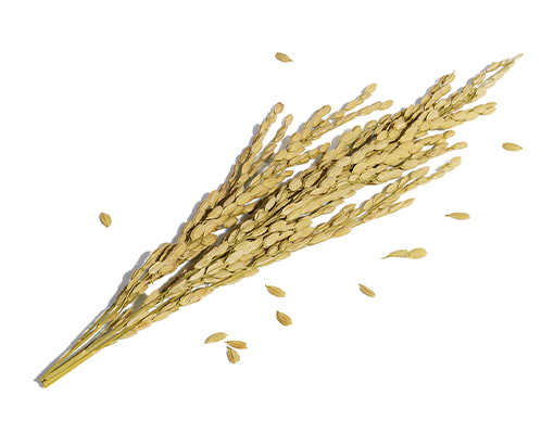 Rice Germ Oil