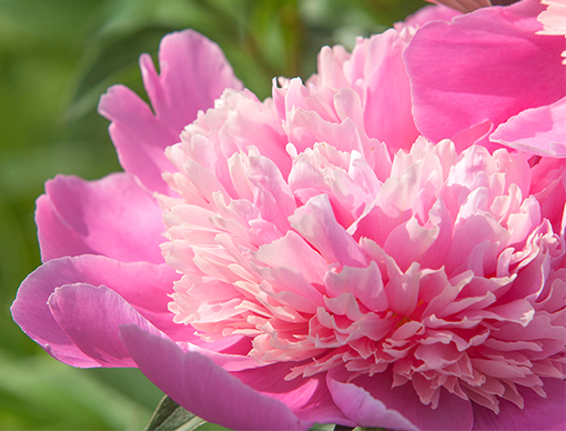 Peony Root