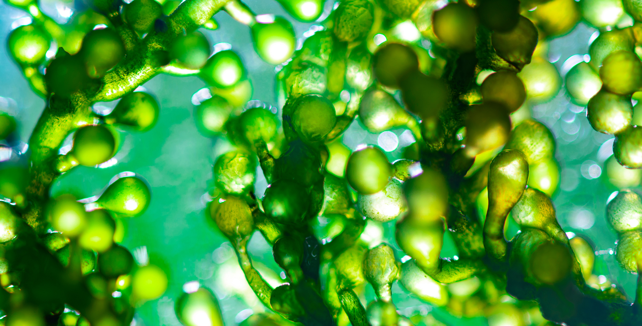 成分：Spirulina Energy Essence