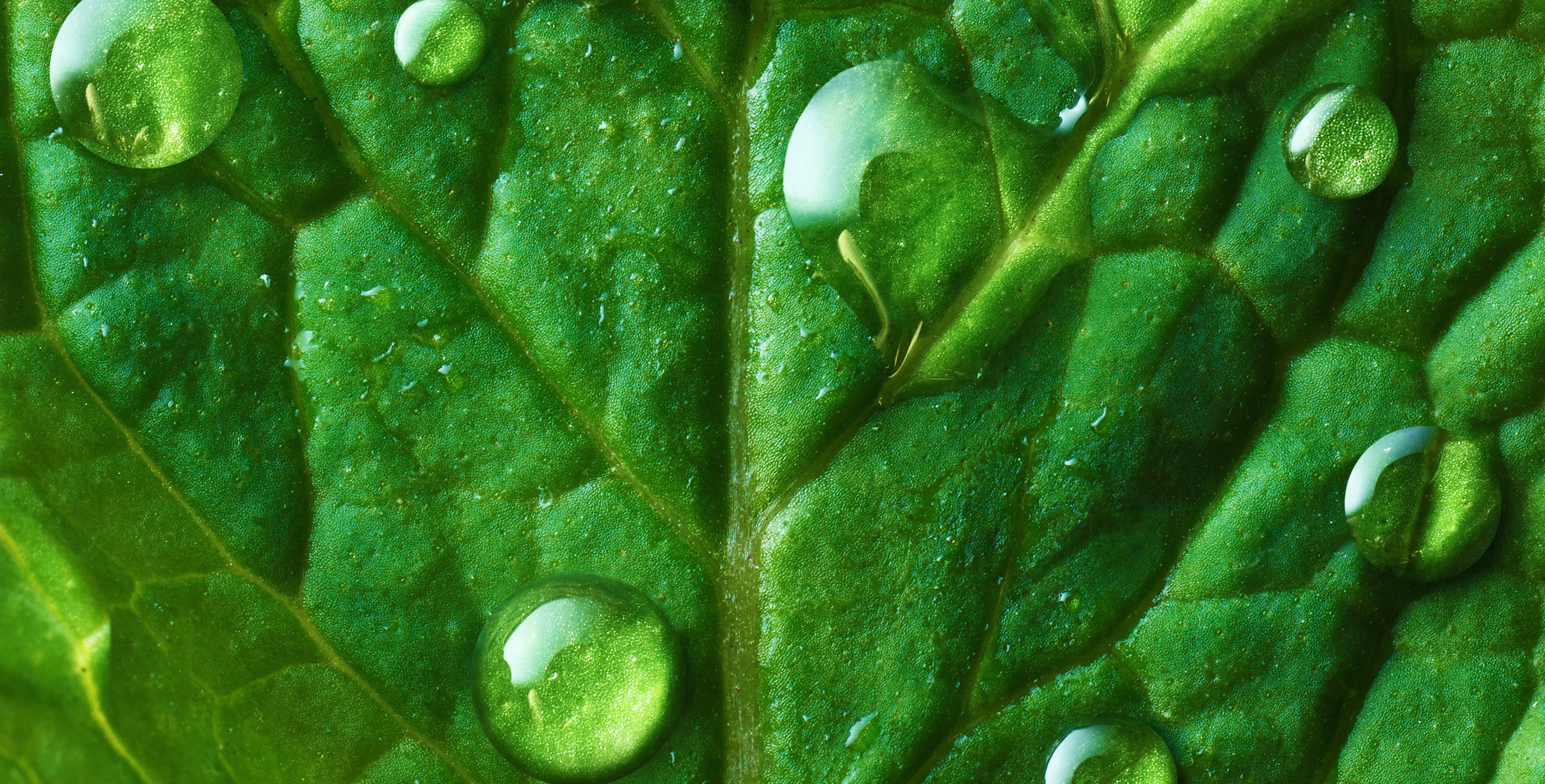 Ingrediente: Extracto de la planta japonesa de Enmei