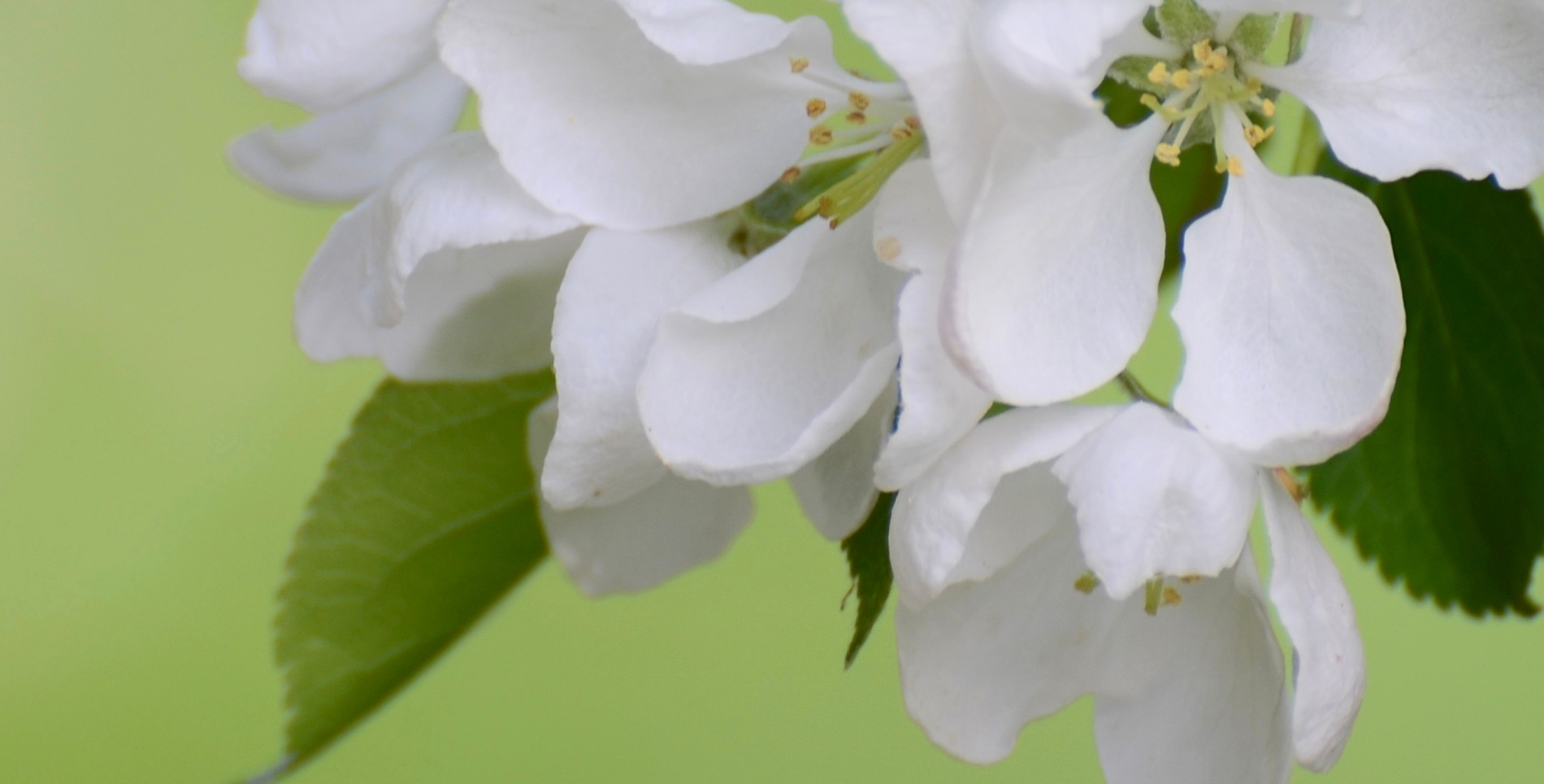 Ingrediente: Extracto de sakura (hoja de flor de cerezo) y extracto de hojas de melocotón