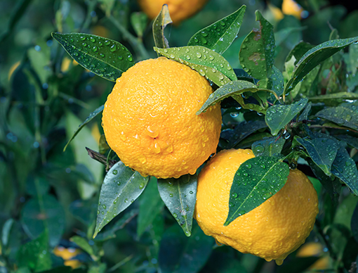 Japanese Yuzu Extract