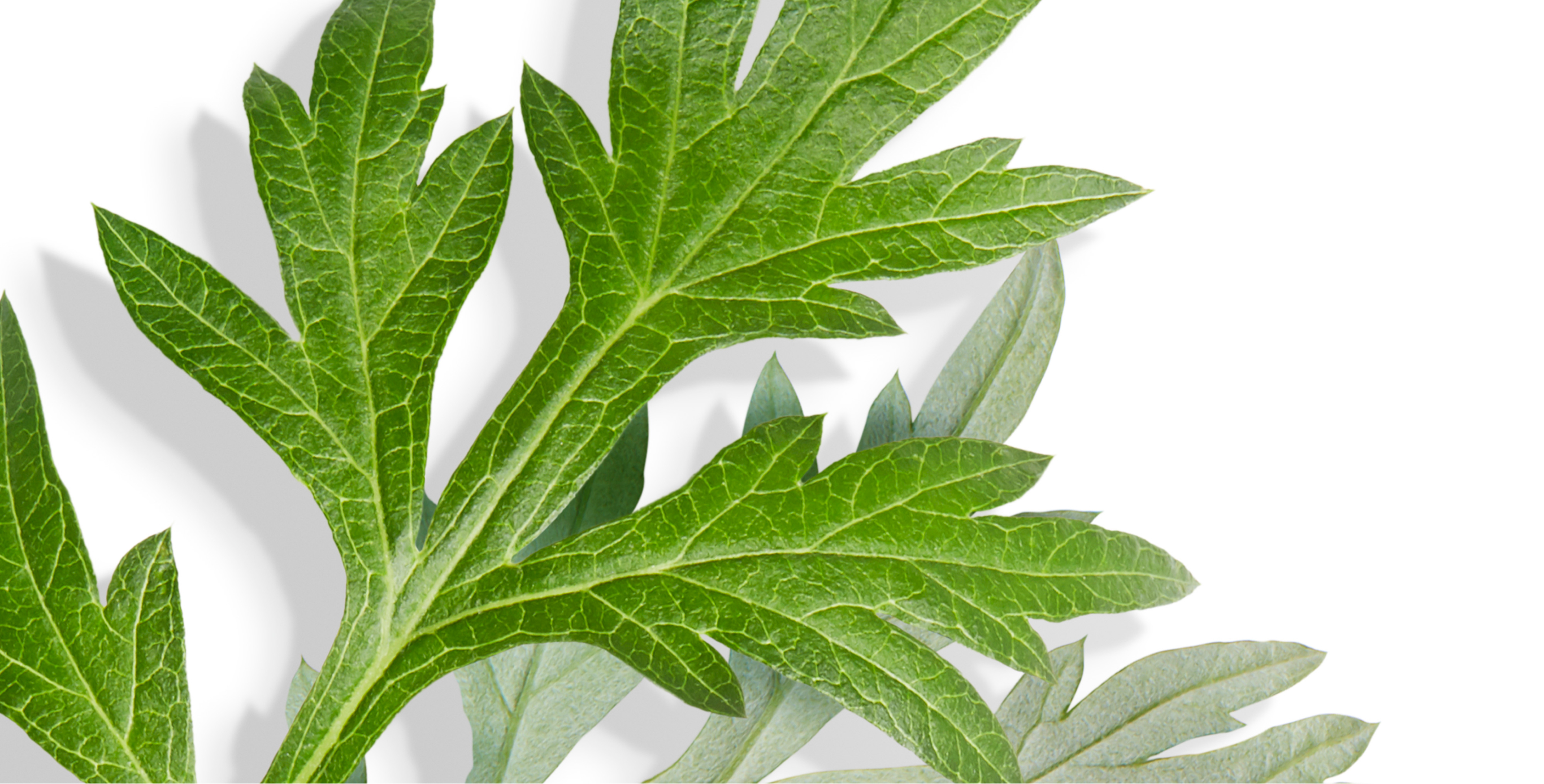 Ingredient: Yomogi Extract