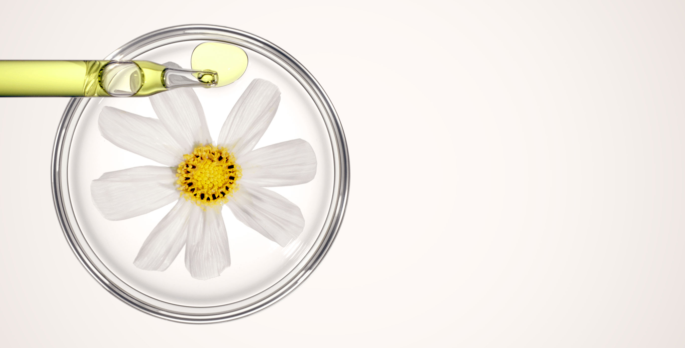 Ingredient: Pic&atilde;o Preto Extract