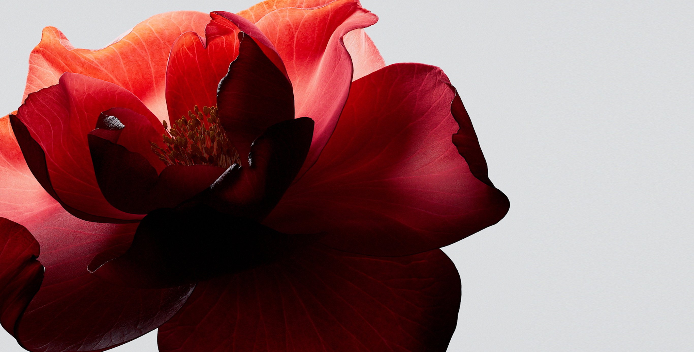 Ingredient: Power Fermented Camellia+